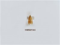 藏品(紅斑美苔蛾)的圖片